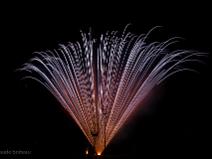 Mascletas à la mode Espagnole