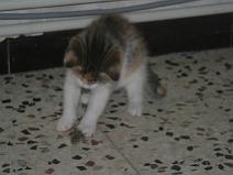 144_4479 Je veux jouer aussi !