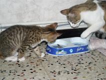 148_4855 Maman ? �a sait nager un l�zard ? ...