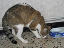 148_4858 Bon, et bien c'est fini, Avrel a russi � noyer le l�zard ...