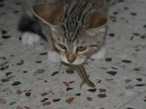 149_4915 Autre tentative, cette fois plus glorieuse