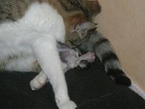 136_3620 Naissance du N�1 (Minidou) il est 11h du soir