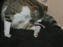 136_3621 Naissance du N�1 (Minidou)