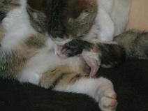 136_3623 Naissance du N�1 (Minidou)