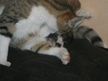 136_3624 Naissance du N�1 (Minidou)