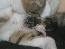 136_3625 Naissance du N�1 (Minidou)