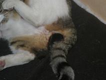 136_3630 Patte blanche qui est rest� dans la poche � la naissance, il a fallu aider la m�re