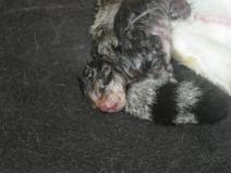 136_3633 Naissance N�5 (Bianca)