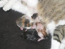 136_3634 N� au dessus (Agate)