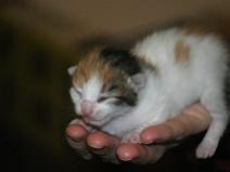 136_3680 Agate au 4� jour