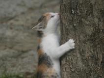 146_4661 On commence � monter � l'assault de l'arbre