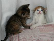 141_4186 Au secours ! Petit gris, il m'emb�te