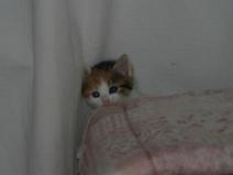 141_4188 Le grand jeu, monter derri�re le carton en s'accrochant au ridau