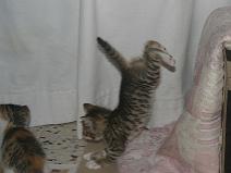 142_4296 saut sportif