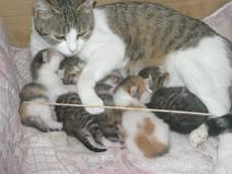 138_3801 Brochette de chats