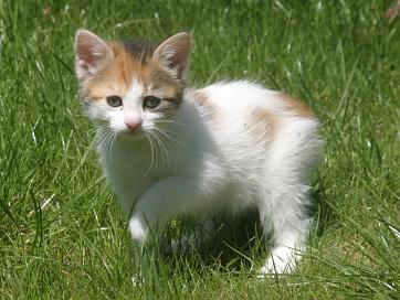 Je pars a l'aventure