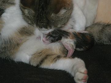 Naissance, premiers jours