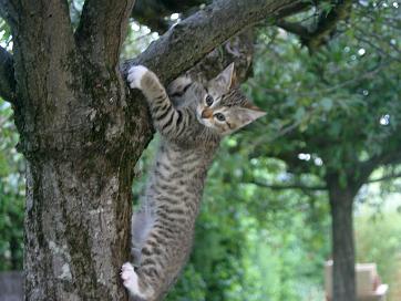 je grimpe aux arbres