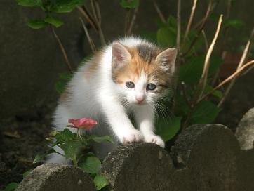 semaine 05, premieres sorties