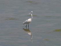 119_1944 Aigrette Garzette