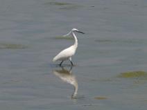 119_1945 Aigrette Garzette