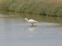 IMG_6171 Aigrette garzette