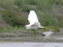 IMG_6465 Aigrette Garzette