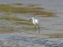 IMG_6738 Aigrette Garzette