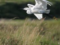 IMG_6750 Aigrette Garzette, quel domage que la photo soit coup�e
