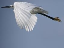 IMG_6753 Aigrette Garzette