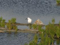IMG_6798 Aigrette Garzette