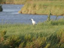 IMG_6922 Aigrette Garzette