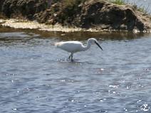 IMG_8141 Aigrette Garzette