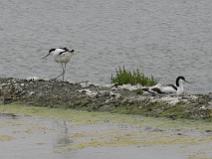 IMG_6329 Avocettes dans le marais de gu�rande