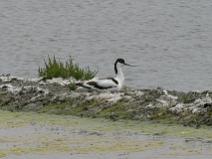 IMG_6340 Avocette �l�guante