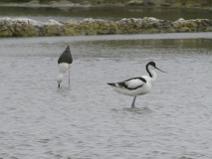 IMG_6367 Avocette et Echasse dans le marais