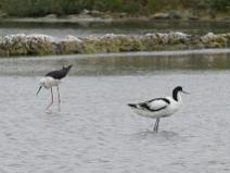 IMG_6369 Avocette et Echasse dans le marais