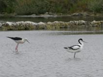 IMG_6381 Avocette et Echasse dans le marais