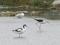 IMG_6386 Avocette et Echasse dans le marais