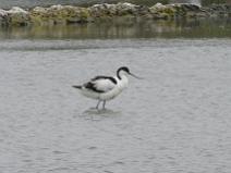 IMG_6397 Avocette �l�guante