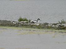 IMG_6404 Avocette �l�guante