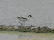IMG_6425 Avocette �l�guante
