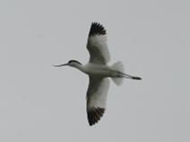 IMG_6483 Avocette �l�guante