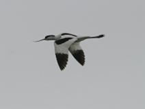 IMG_6506 Avocette �l�guante