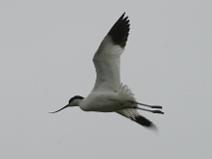 IMG_6532 Avocette �l�guante