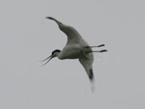 IMG_6533 Avocette �l�guante (quoi que ...)