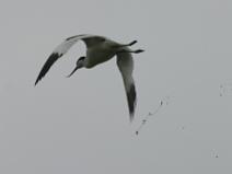 IMG_6534 Avocette �l�guante (chaud dessous ...)