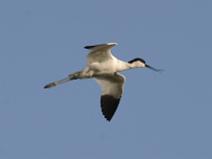 IMG_6844 Avocette El�guante