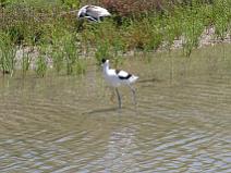 IMG_7806 Avocette �l�gante dans les marais
