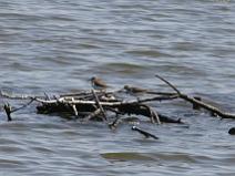 Becasseaux Falcinelle